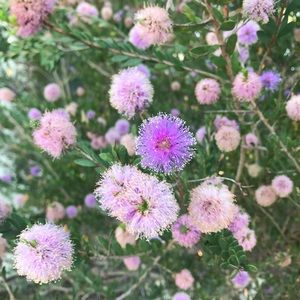 Meet your Posher, Joy